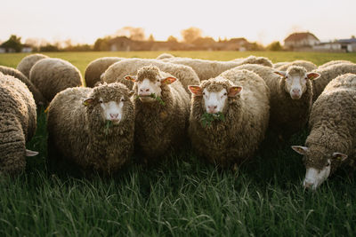 Sheep grazing on grassy field