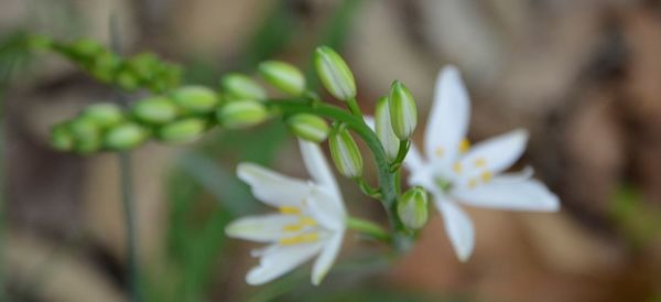 Close-up of white flowering plant