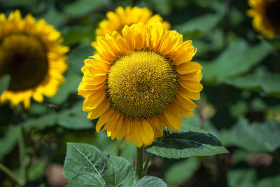 Close-up of yellow flower