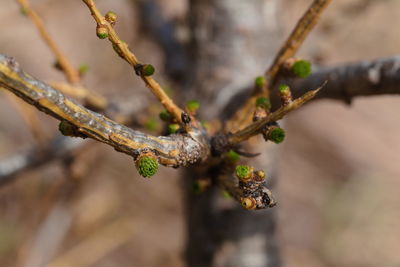 Close-up of twig on branch