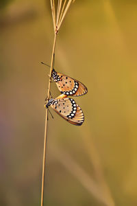 Close-up of butterfly on flower