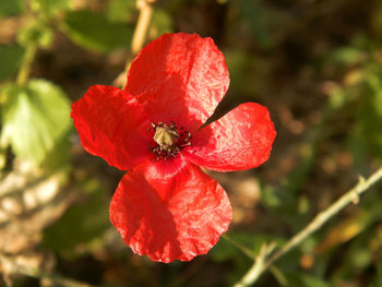 Close-up of red flower blooming outdoors