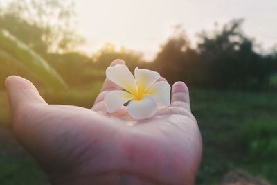 Close-up of hand holding flower against trees during sunset