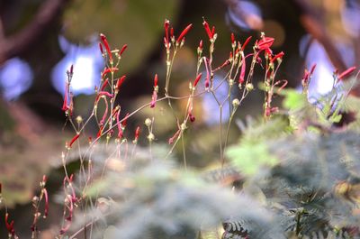 Close-up of flowering plants on field