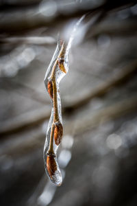 Close-up of frozen plant