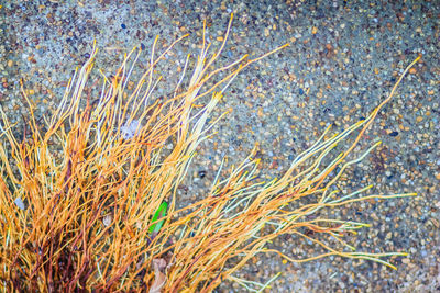 Full frame shot of grass with sea in background