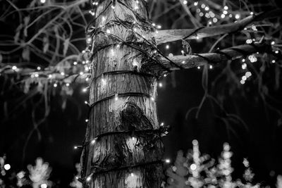 Close-up of christmas tree at night