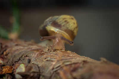 Close-up of snail on plant