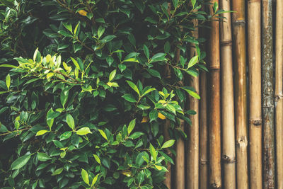 Low angle view of plants