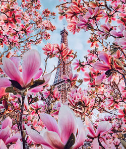 Seine in paris with eiffel tower in sunrise time through the pink blossom