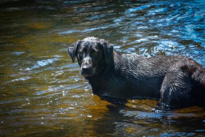 Dog in a lake