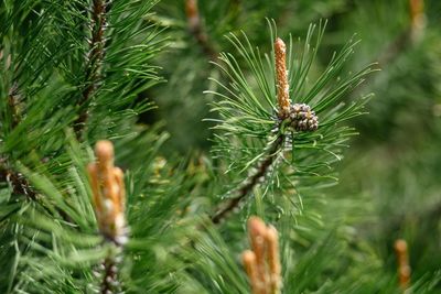 Close-up of insect on pine tree