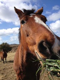 Close-up of a horse