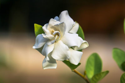 Close-up of white flower blooming outdoors