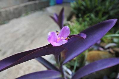 Close-up of purple crocus flower