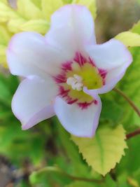 Close-up of pink flower