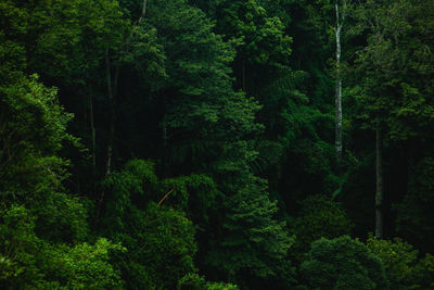 Scenic view of forest