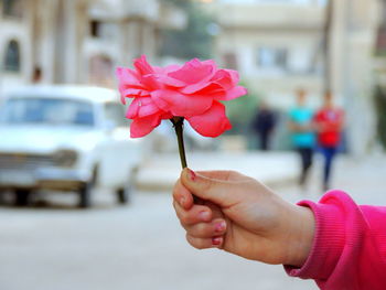 Close-up of hand holding pink rose flower