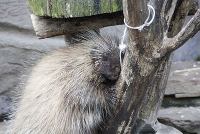 High angle view of porcupine by wood