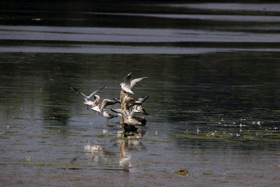 Birds flying over lake