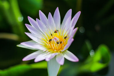 Close-up of insect on purple flower