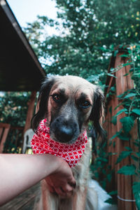 Cropped image of hand touching dog