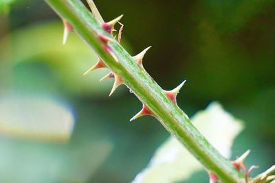 Close-up of plant