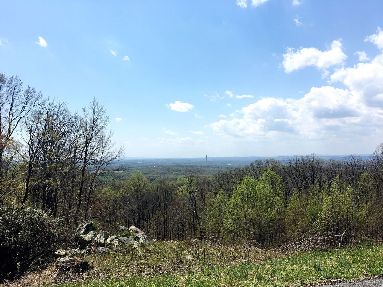 SCENIC VIEW OF TREES GROWING ON LAND AGAINST SKY