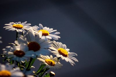 Close-up of white daisy flowers