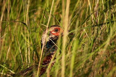 Close-up of pheasant in grass