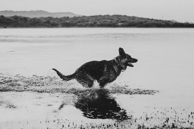 View of a dog on lake