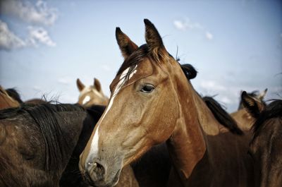 View of a horse on field against sky