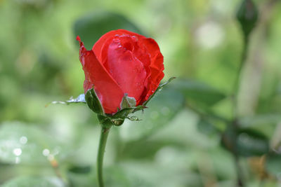 Close-up of red rose on plant