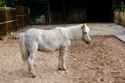 White pony in the stable