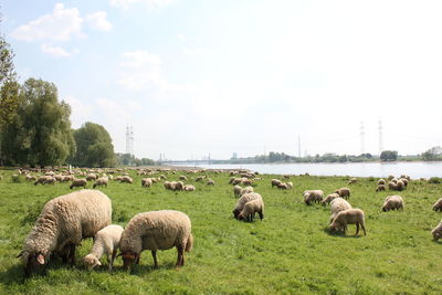 Sheep grazing on field against sky