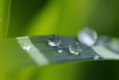 Close-up of water drops on leaf