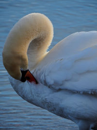 Close-up of swan swimming in lake