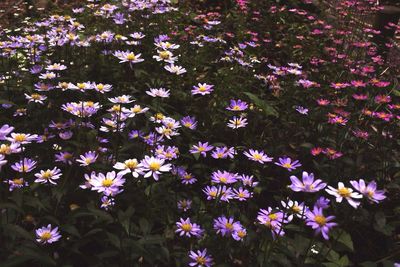 Pink flowers blooming in garden