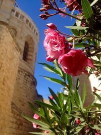 Low angle view of pink flowers