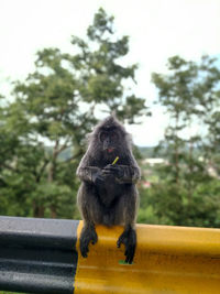 Close-up of monkey sitting on railing