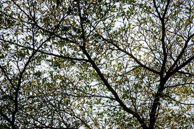 Low angle view of tree against sky