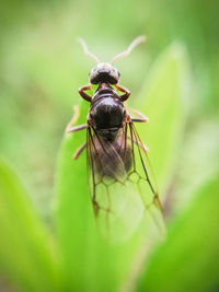 Close-up of insect on leaf