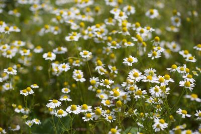 Close-up of yellow flowering plants on field