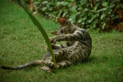 Cat relaxing on grass