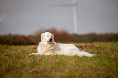 Dog looking away on field