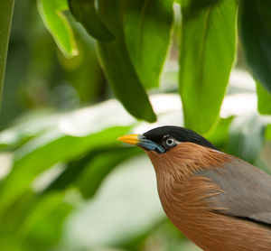 Close-up of bird perching on leaf