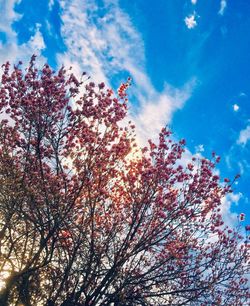 Low angle view of cherry tree against sky