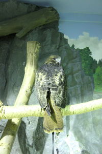 Close-up of bird perching on water