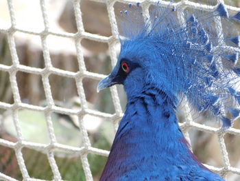 Close-up of pigeon