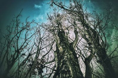 Low angle view of bare trees in forest